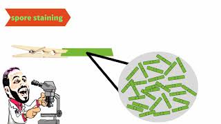 Microbiology spore staining صبغ الجراثيم [upl. by Nira]
