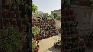 Adenium Collection Akshar Plants amp Planters Shorts [upl. by Leirda]