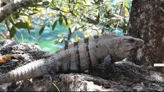 Iguanas of Mexico Black Spiny Tailed Ctenosaura Similis [upl. by Melanie]