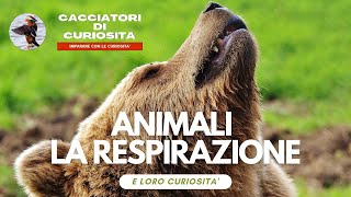 Animali la RESPIRAZIONE  per bambini della scuola elementare [upl. by Romilly]