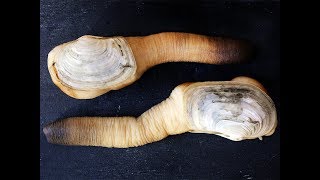 Anatomy of a Geoduck [upl. by Tabina]