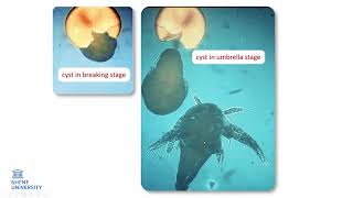 Brief introduction on the Artemia cyst hatching process and its use in hatchery feeding [upl. by Agbogla]