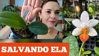 RAÍZES TODAS SECAS REFORMEI O SUBSTRATO Phalaenopsis mini Mark ☝️ [upl. by Novello]