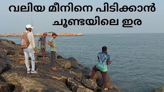 വലിയ മീനിനെ പിടിക്കാൻ ചൂണ്ടയിലെ ഇര  fishing  fishing malayalam  sea fishing  fisherman  fish [upl. by Rhyne796]