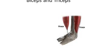 Biomechanics Lecture principles of biomechanics [upl. by Brear]