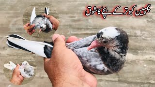 High Quality Pigeon Ka Shonk  Afzaal Pigeons [upl. by Bautista]