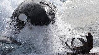 Killer Whales hunt seals  Fascinating facts in the wild [upl. by Attekal]