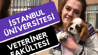 İstanbul Üniversitesi  Veteriner Fakültesi Veterinerlik  Hangi Üniversite Hangi Bölüm [upl. by Sackville797]