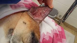 Bulldog Aural Ear Hematoma POST OP Dr Kraemer Vet4Bulldog Bully Specialist [upl. by Doyle]