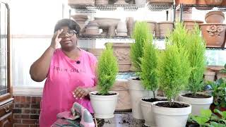 Lemon Cypress Topiary 🍋 DIY  Hydrangea Chlorosis Iron Treatment  Watering  Garden Queen [upl. by Soane5]