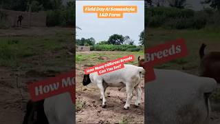 An Open Field Day At Semanhyia Farms semanhyiafarms farminginafrica boergoat dorpersheep [upl. by Otcefrep791]