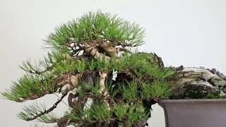 Koji Hiramatsu Takamatsu Bonsai Channel Red Pine [upl. by Ailaht730]