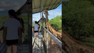 Baluarte Zoo Vigan  Ilocos Sur [upl. by Yrrem]