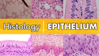 Histology  Epithelium [upl. by Ecinahc]