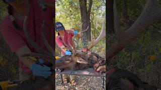 Skinning an Elk head for taxidermy 🦌🍂 taxidermy elk wapiti taxidermyart taxidermist [upl. by Keily]