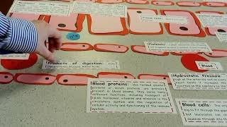 A Level Biology Forming Tissue Fluid [upl. by Leraj]