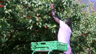 Ils sont enfin là les abricots du Valais [upl. by Elacsap]