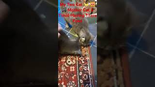 MOTHER CAT amp TIMID quotLittle Kitties 😸 ❤️ 💕 quot [upl. by Ataymik]