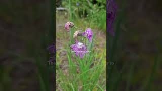 Female Goldenrod  Flower Crab Spider on Knapweed shorts nature [upl. by Ilohcin]