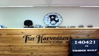 Fur Harvesters Auction Inc Live Stream [upl. by Mukul]