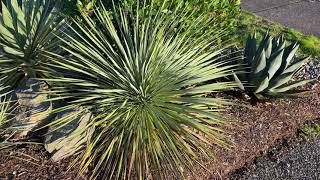 Yucca rostrata quotsapphire skiesquot  3 years later from a 1 gallon plant [upl. by Assecnirp]