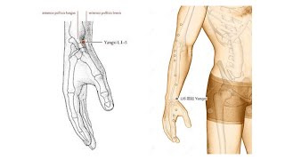 LARGE INTESTINE 5 YANGXI YANG STREAM [upl. by Eirrehc]