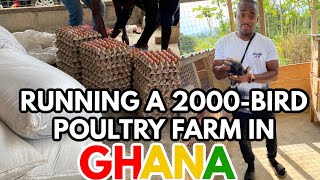 THIS YOUNG ENTREPRENEUR HARVESTS 10000 EGGS A MONTH ON HIS FARM IN GHANA  CITY FARMS [upl. by Kezer]