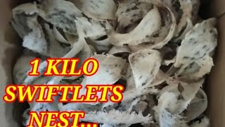 SWIFTLETS NESTphilippines nest birdsnest [upl. by Tarfe]