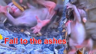 OMG Poorest baby monkey falling into ashes after mom put down to rest a bit [upl. by Lad380]