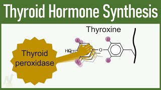 Thyroid Hormone Synthesis [upl. by Llerroj]