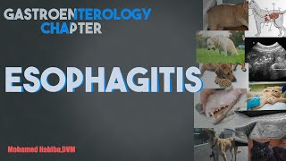 Esophagitis lecture 2 [upl. by Arrais]