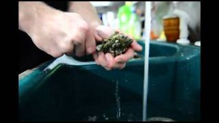 How to clean shuck and eat raw oysters Topsail island Stump Sound [upl. by Areemas]