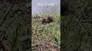 water Rat 🐀  River Derwent [upl. by Nylecsoj685]