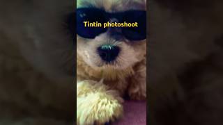 Tintin photoshoot Laxmishortsvideostintinfunnyfunnyvideofunnyshorts cutedogshihtzuytshort [upl. by Ardnwahsal931]