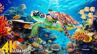 Under Red Sea 4K  Beautiful Coral Reef Fish in Aquarium Sea Animals for Relaxation  4K Video 12 [upl. by Annawek607]