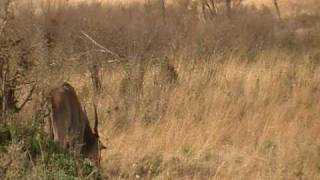 Eland Antelope  Masai Mara Kenya [upl. by Oivaf]