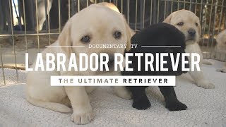 ALL ABOUT LABRADOR RETRIEVERS WORLDS 1 RETRIEVER [upl. by Aserahs]