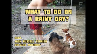 WHAT TO DO ON A RAINY DAY FEAT JACK RUSSELL TERRIER AND BELGIAN MALINOIS [upl. by Lanod]