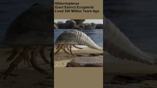 Hibbertopterus scouleri prehistoricearth eurypterids [upl. by Melisa]