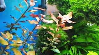 Juwel lido 120 Aquascape [upl. by Campos]