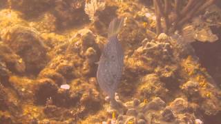 Scrawled Filefish in Roatan Honduras [upl. by Pylle]