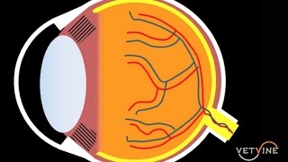 Assessing Vision Loss and Blindness in Dogs and Cats [upl. by Akli867]