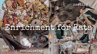 How to provide your rats with enrichment🐀 [upl. by Margot]