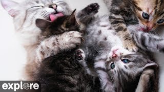 Kitten Rescue Cat Cam powered by EXPLOREorg [upl. by Mandell]