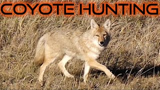 Incredible Coyote Hunting Footage In 4k  6 Action Packed Stands 7 Coyotes Down Family Hunting [upl. by Pelaga808]