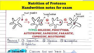 Protozoa nutrition [upl. by Bluh]