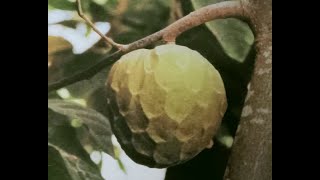 世界三大美味果実チェリモヤの植え替え replanted cherimoya one of the tastiest fruit in the world [upl. by Gilli609]