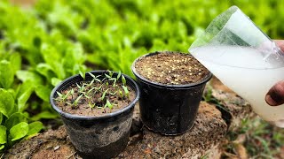 MUST TRY IT Your Seedlings grow quickly amp productively without stretching Even old seeds germinate [upl. by Annuahsal]