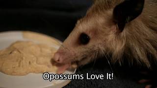 Recipe for Feeding Opossums [upl. by Maurie]