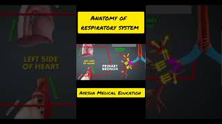 Respiratory System Anatomy Respiratory system ayeshamedicaleducation [upl. by Benzel]